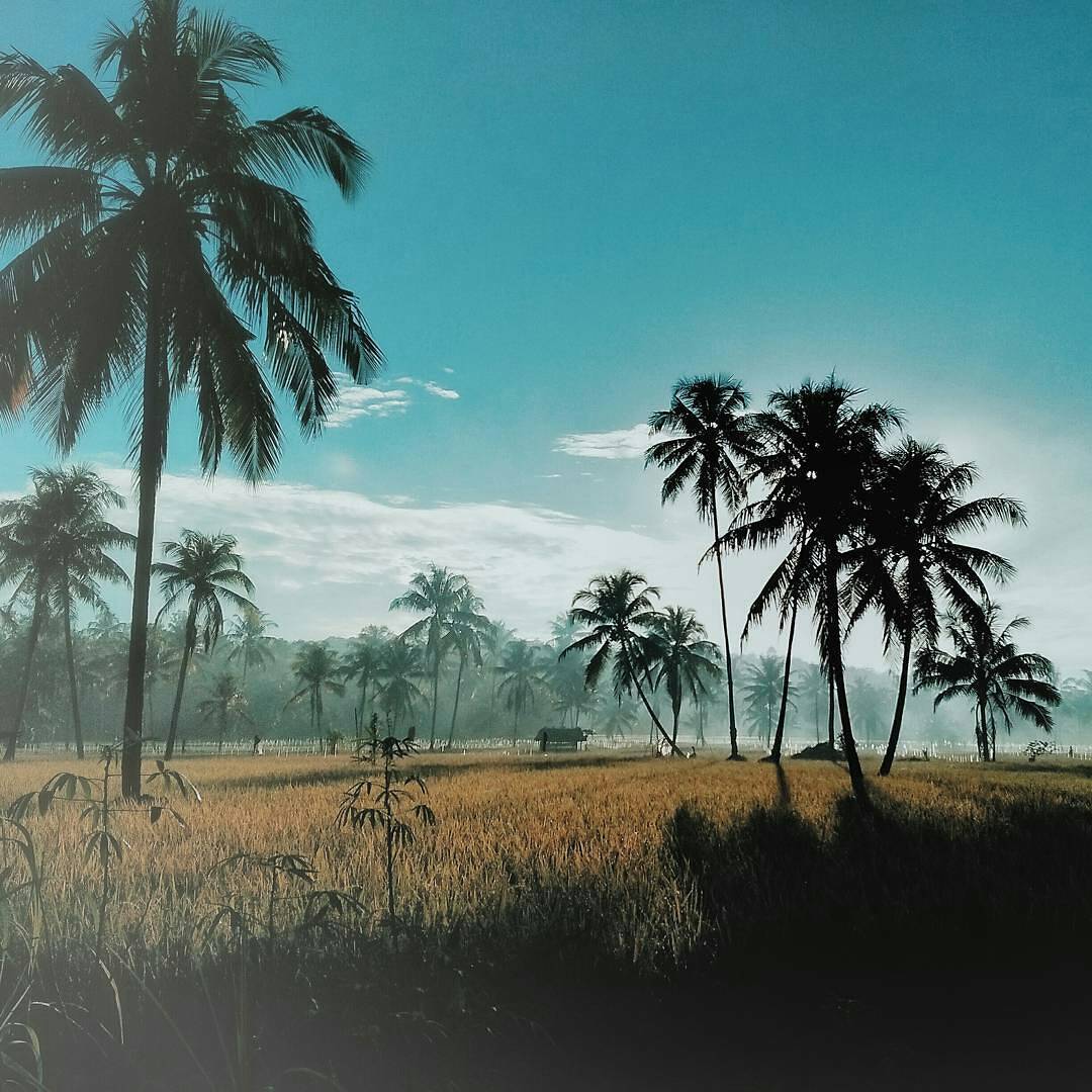 Panduan Tips Pergi Liburan Ke Nias