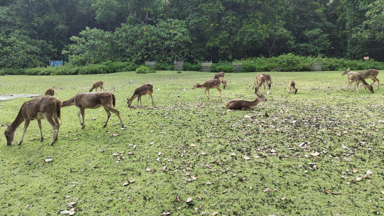 10 Paket Wisata Ujung Kulon Banten 2 Hari 1 Malam Murah Mulai Rp.500.000, Simak Referensi Ini