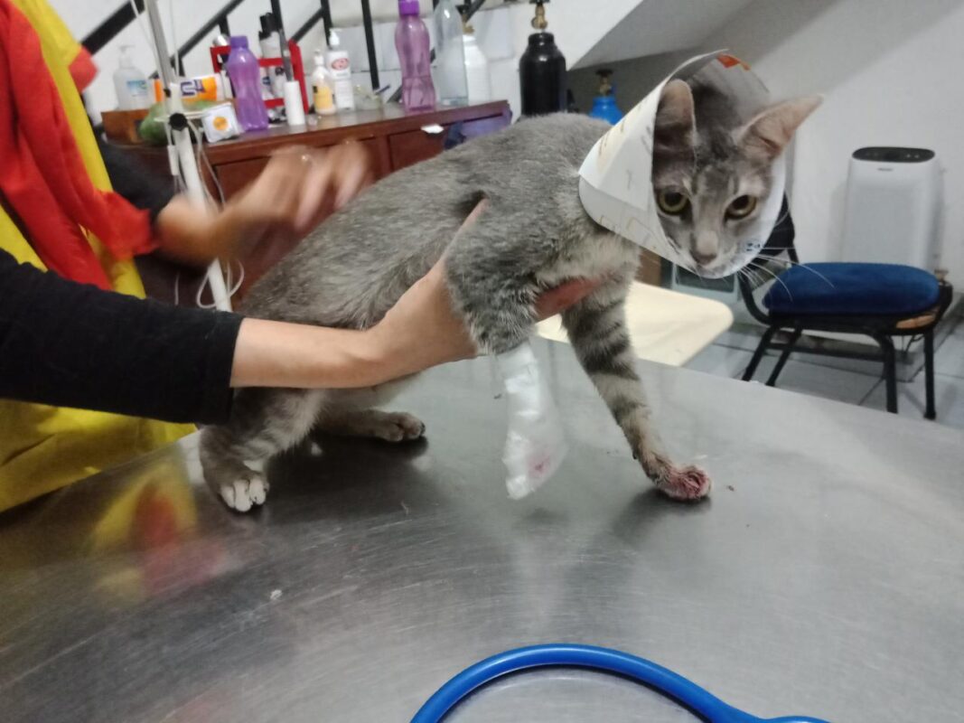 10 Rekomendasi Dokter Hewan di Jakarta Pusat Terbaik! - Jakarta Vet Cempaka Putih 10 Rekomendasi Dokter Hewan di Jakarta Pusat Terbaik! - Jakarta Vet Cempaka Putih