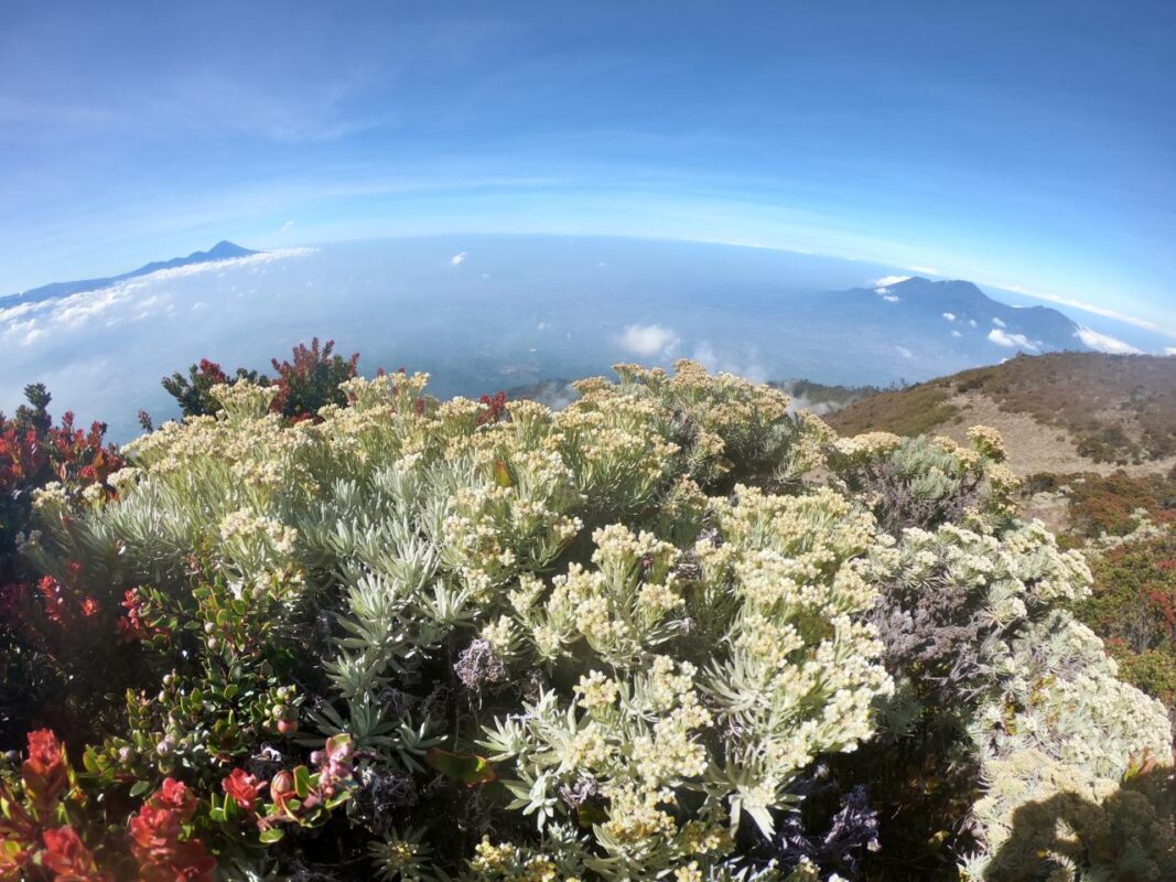 Gunung Tertinggi di Pulau Jawa yang Menarik Untuk Didaki - Gunung Arjuno, juga dikenal sebagai Arjuna Mountain Gunung Tertinggi di Pulau Jawa yang Menarik Untuk Didaki - Gunung Arjuno, juga dikenal sebagai Arjuna Mountain