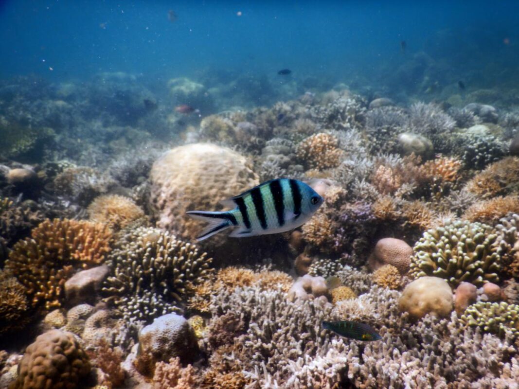 Pengalaman Snorkeling di Pantai Gili Nanggu Lombok Pengalaman Snorkeling di Pantai Gili Nanggu Lombok